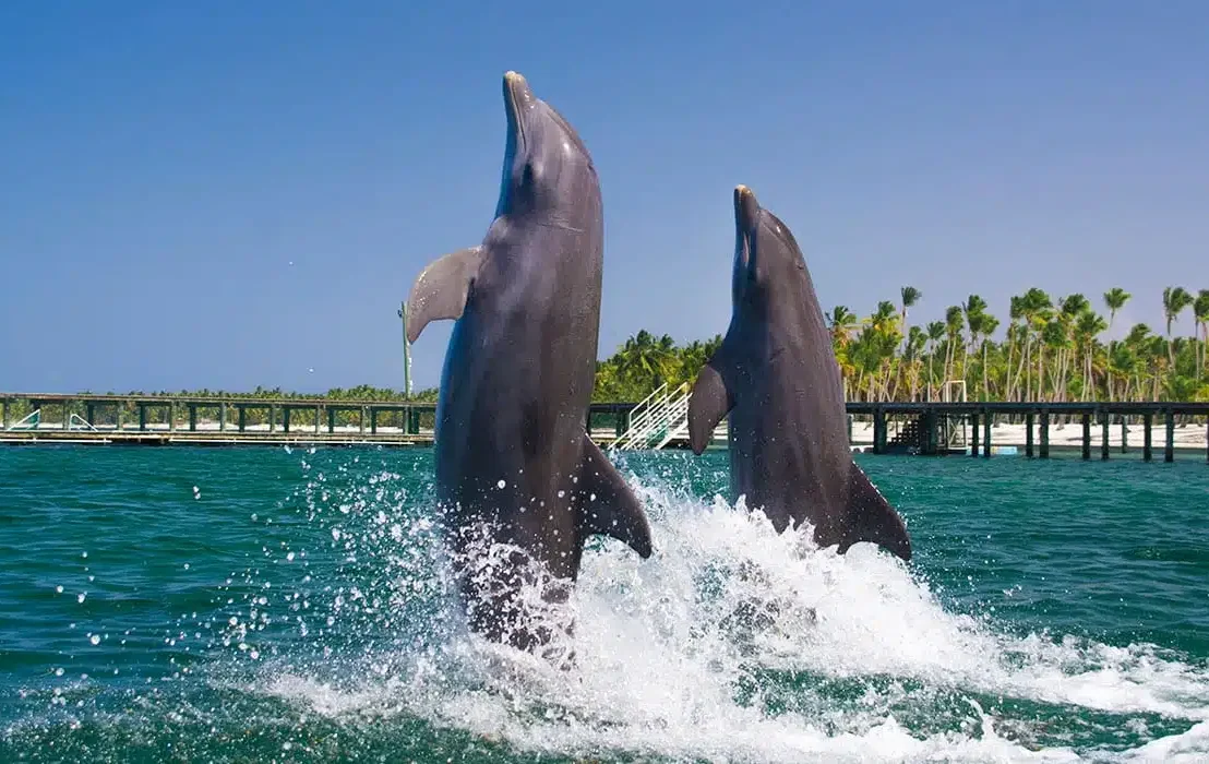 baño-delfines-espectaculos-marinos-3-viajes-de-fiesta