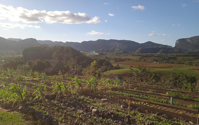 finca-agroecologica -olivo-viñales-2-viajes-de-fiesta