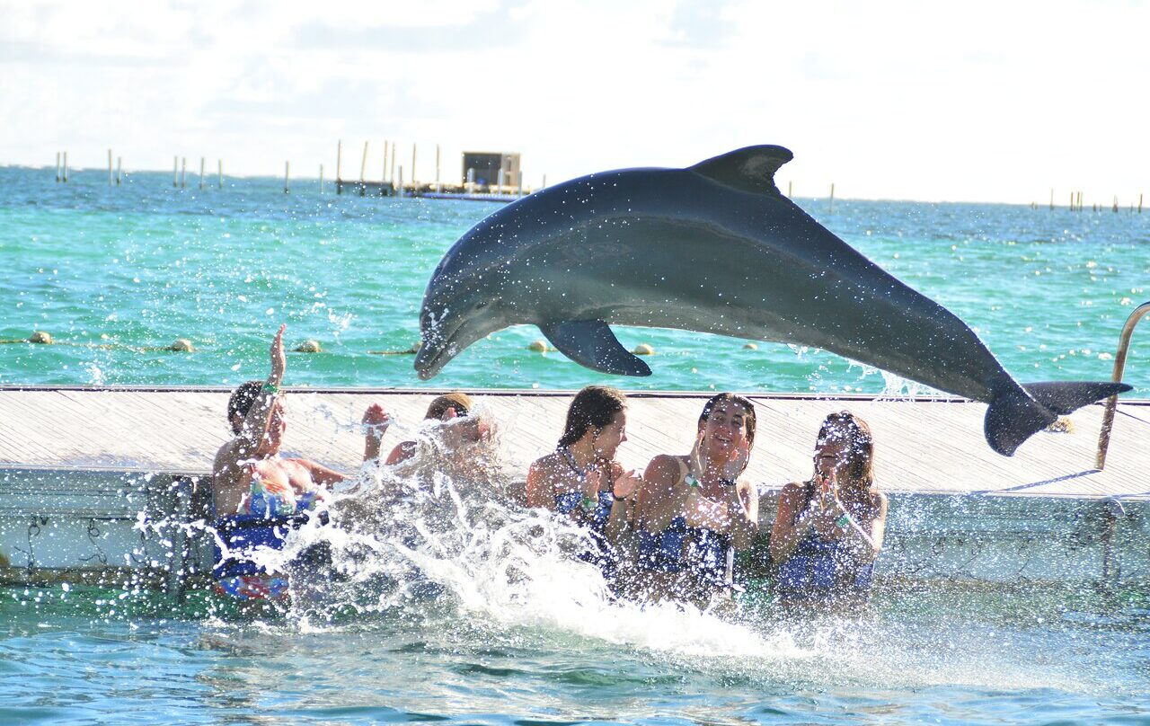 pack-ahorro-experiencias-delfines-5-viajes-de-fiesta