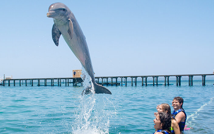 experiencia-dolphin-explorer-5-viajes-de-fietsa