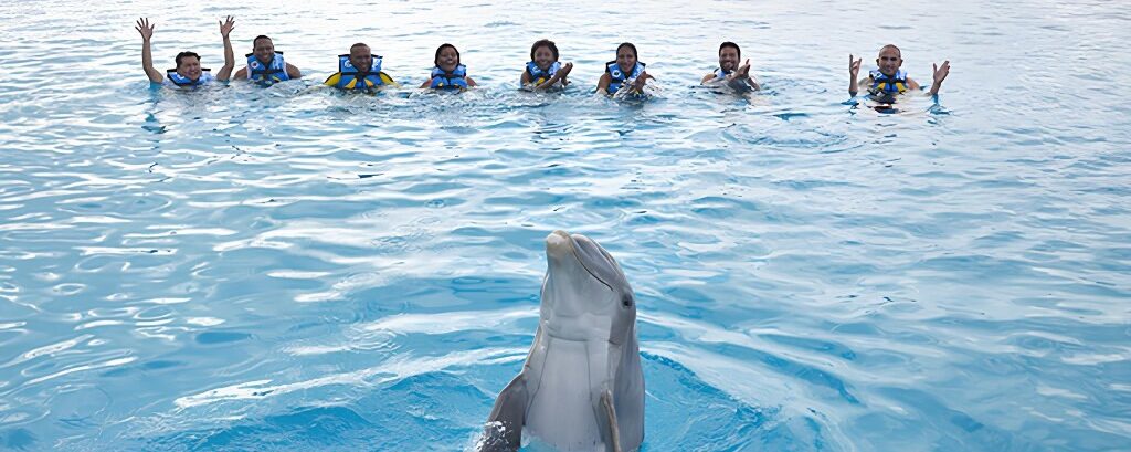 Dolphin Discovery Swim Adventure 2025