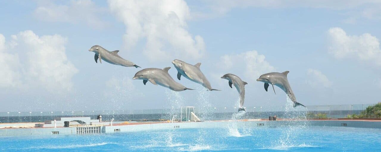 Dolphin Discovery 2025 Encuentro con Delfines