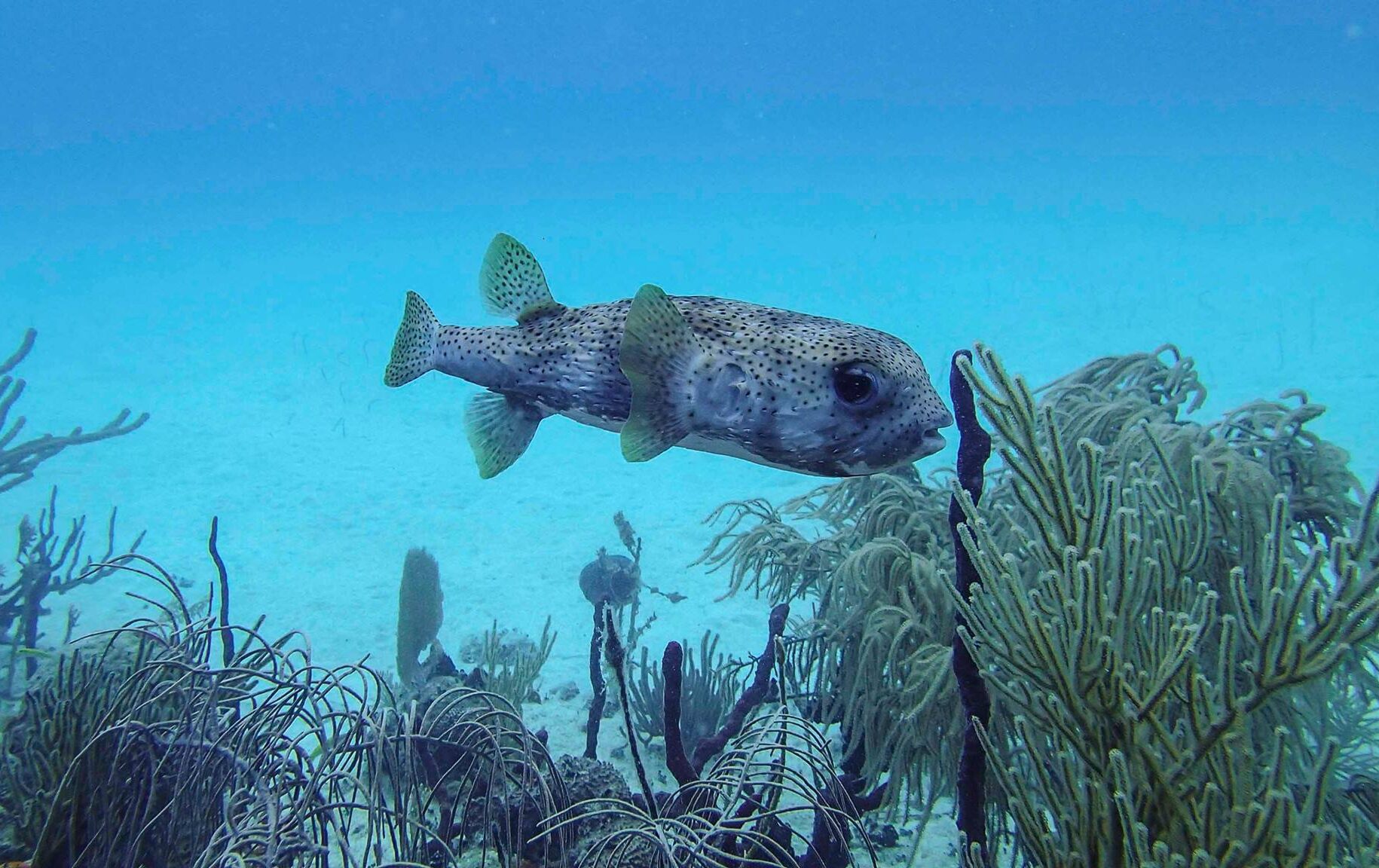 buceo-cristalinas-aguas-isla-saona-3-viajes-de-fiesta