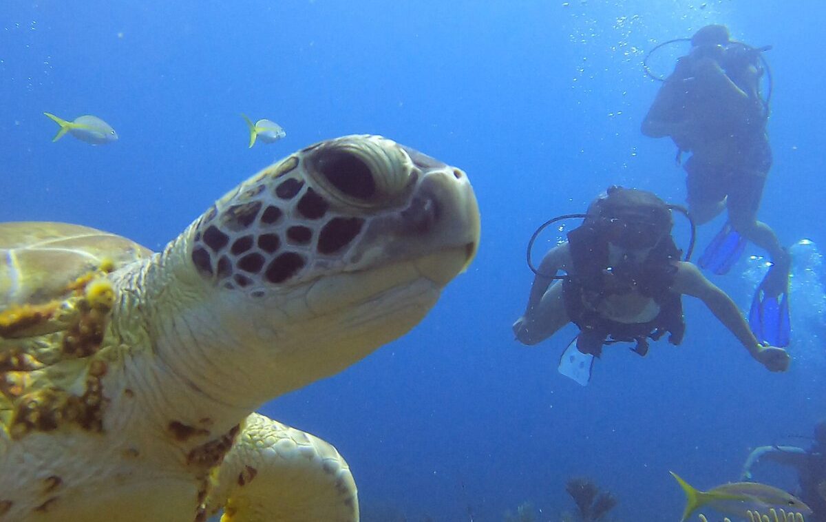 buceo-en-isla-catalina-4-viajes-de-fiesta